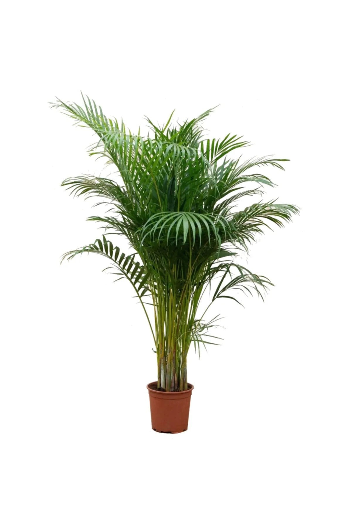 Areca Dypsis Lutescens - Areka Palmiyesi - Ev Ofis Salon Iç Mekan Bitkisi 85-95 Cm