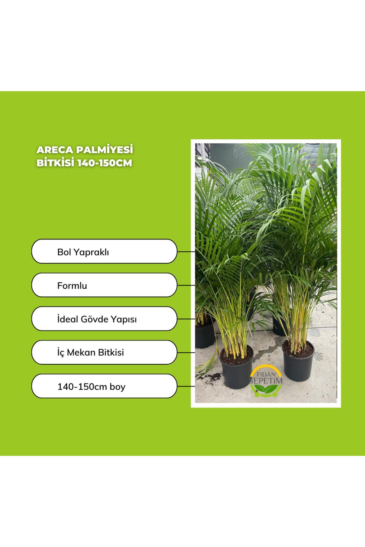 Areca Palmiyesi Bitkisi 140-150cm