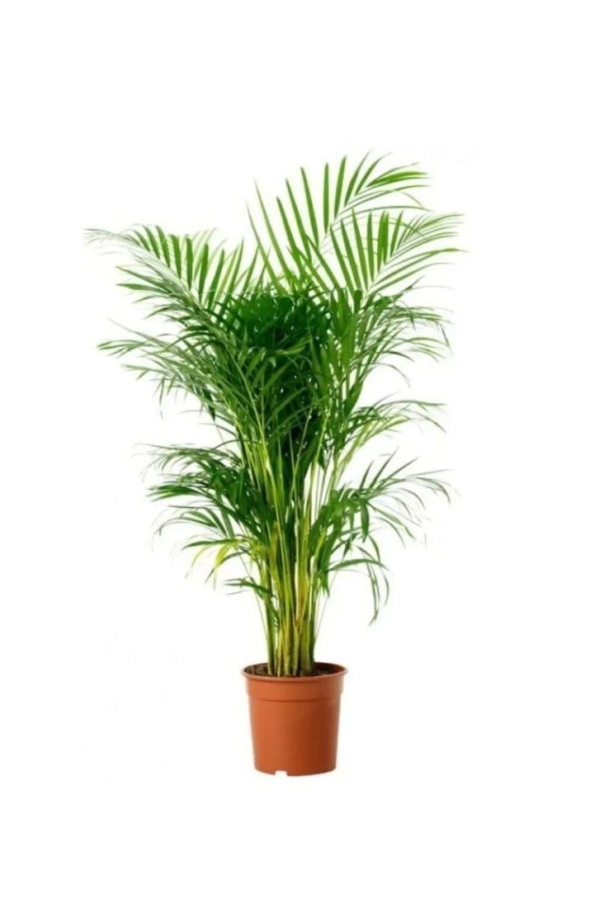 Areka Palmiyesi 100 120 Cm