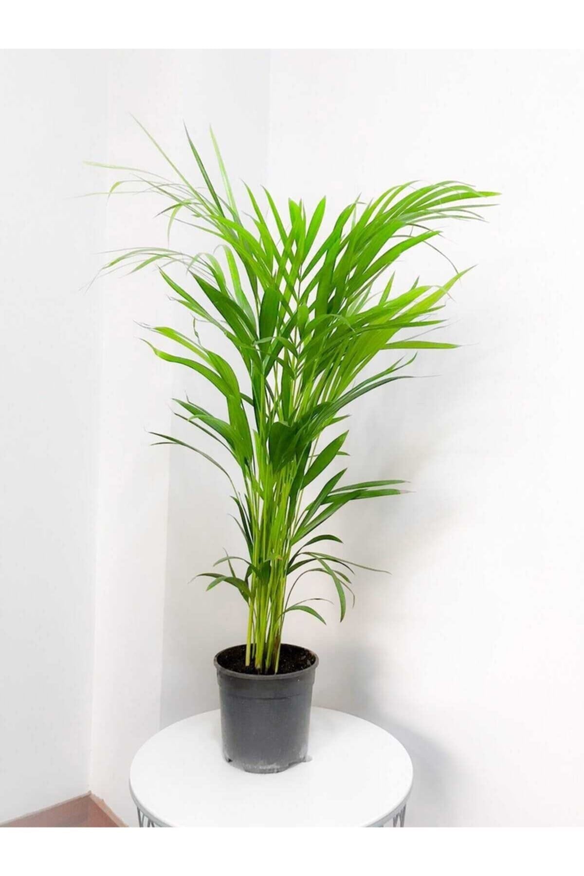 Areka Palmiyesi 100 cm