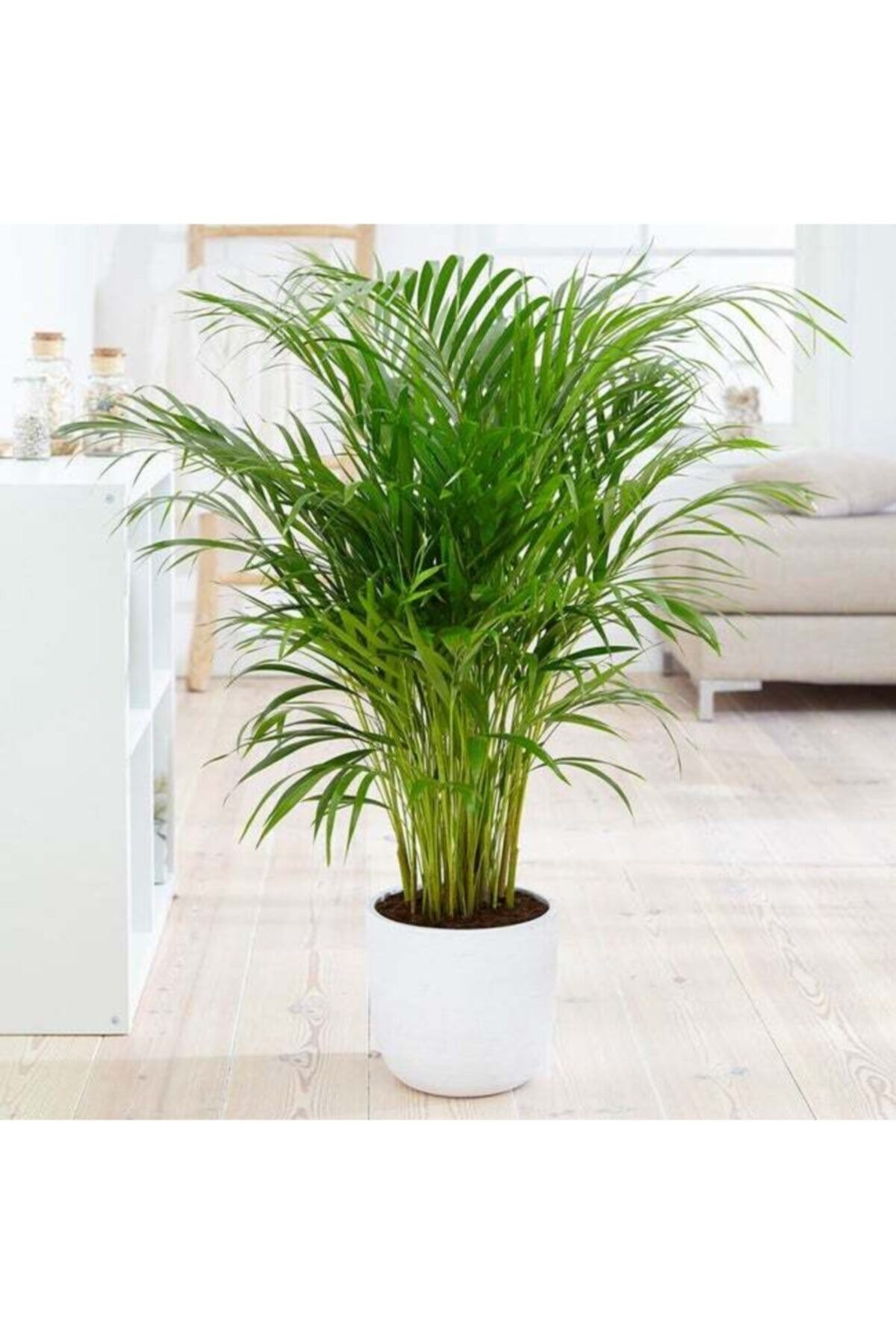 Areka Palmiyesi 100 Cm (areca) Iç Mekan
