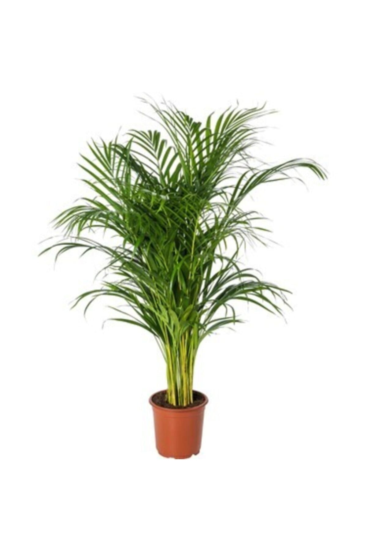 Areka Palmiyesi 120 Cm Ithal Ürün