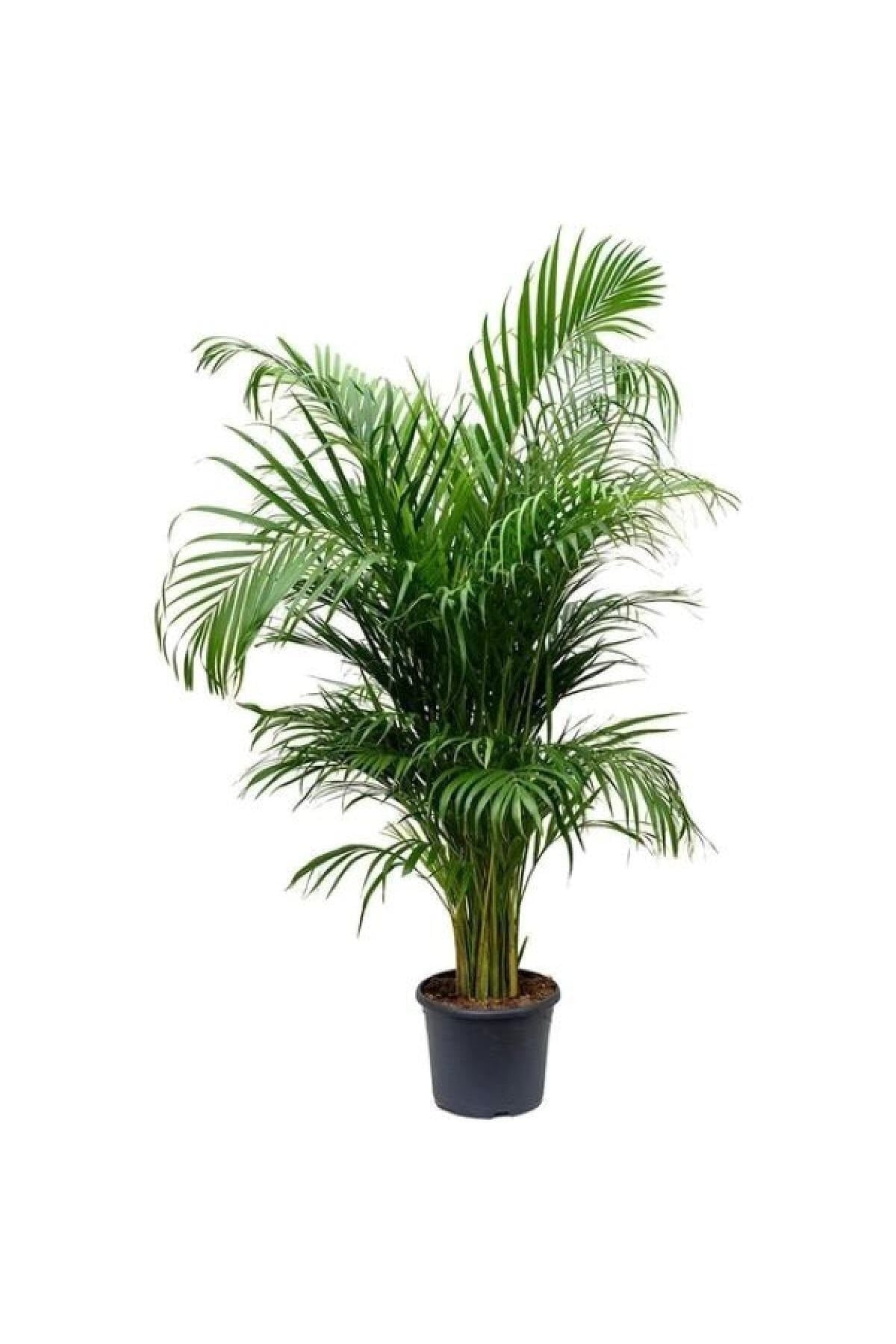 Areka Palmiyesi 125  150 cm