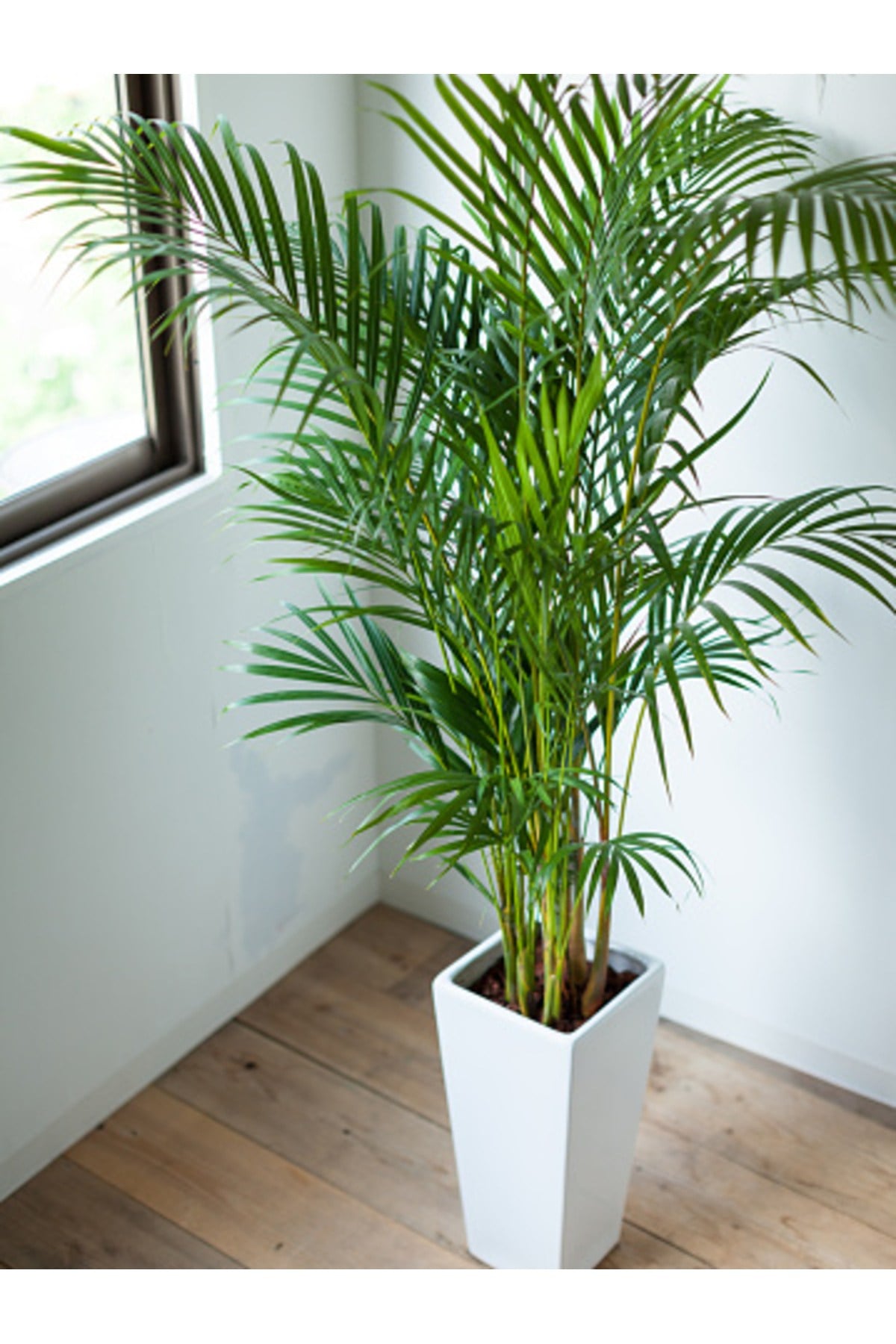 Areka Palmiyesi 170-180 Cm 2 Adet - Hediyelik Salon Ofis Bitkisi