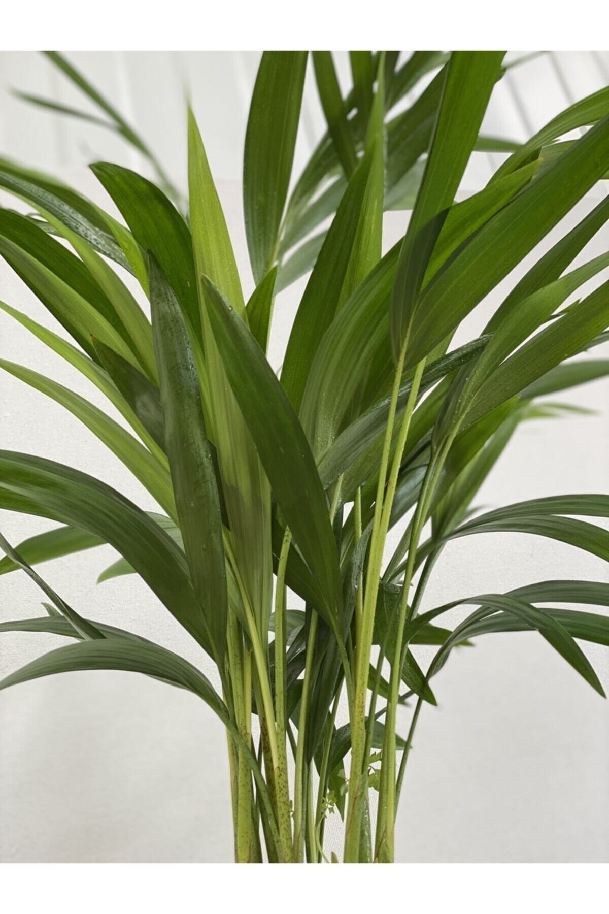 Areka Palmiyesi 170-180 Cm 2 Adet - Hediyelik Salon Ofis Bitkisi