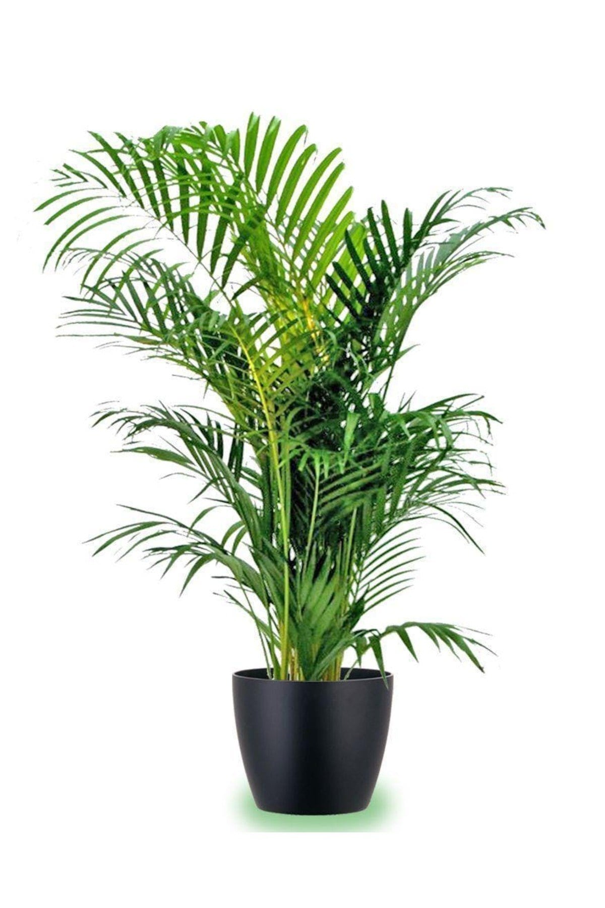 Areka Palmiyesi 170-180 Cm 2 Adet - Hediyelik Salon Ofis Bitkisi