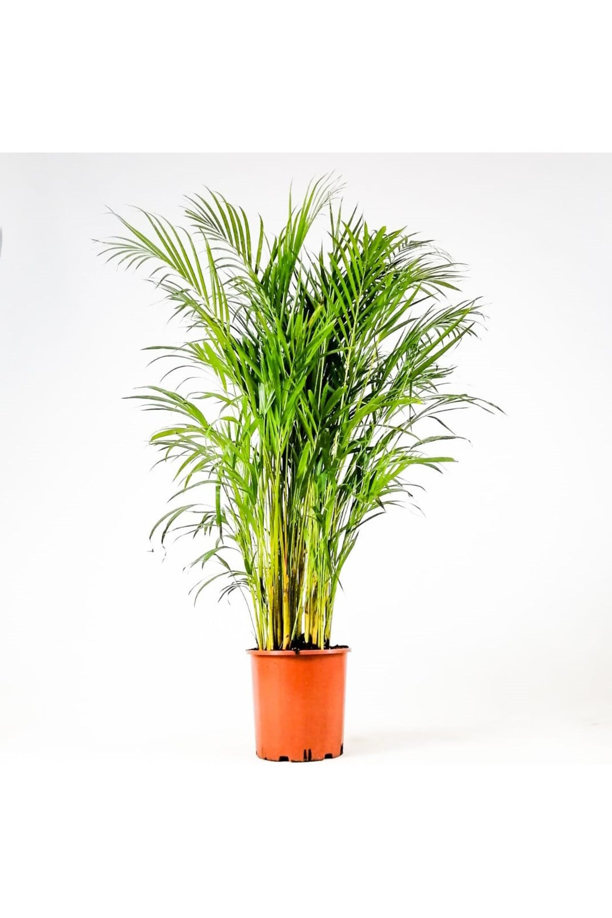 Areka Palmiyesi 170-180 Cm 2 Adet - Hediyelik Salon Ofis Bitkisi