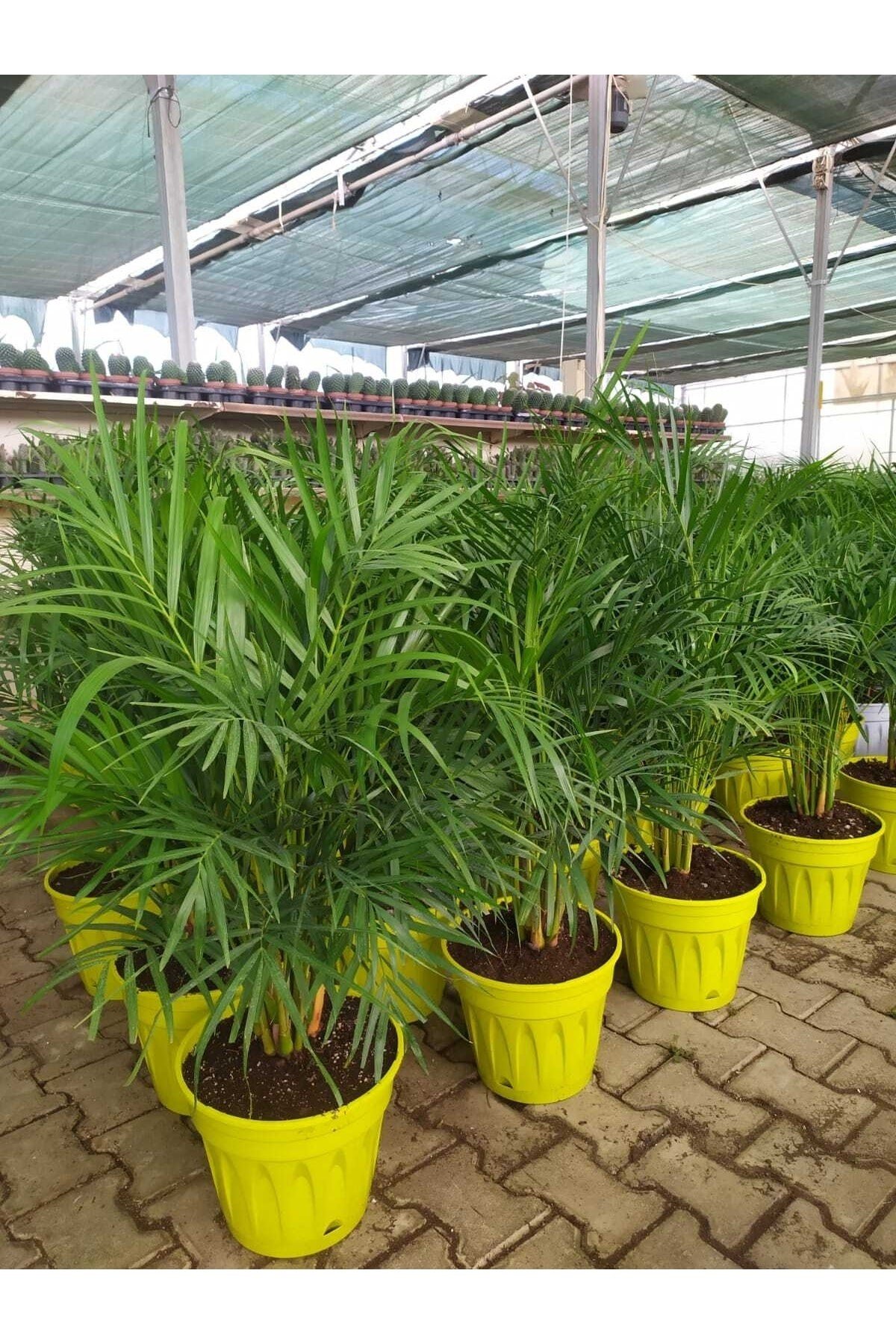 Areka Palmiyesi (60-80 Cm)