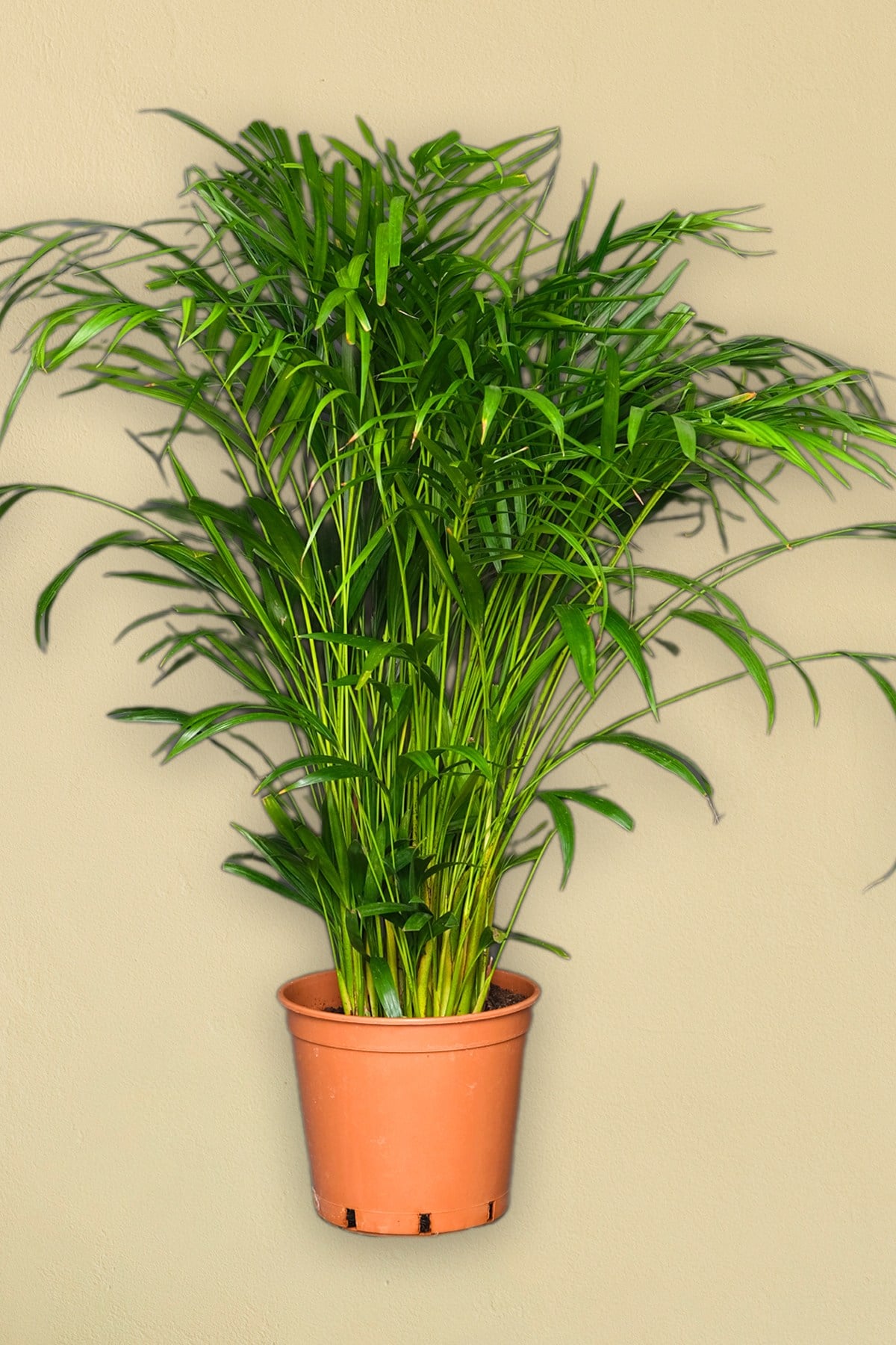 Areka Palmiyesi - 80 90 cm