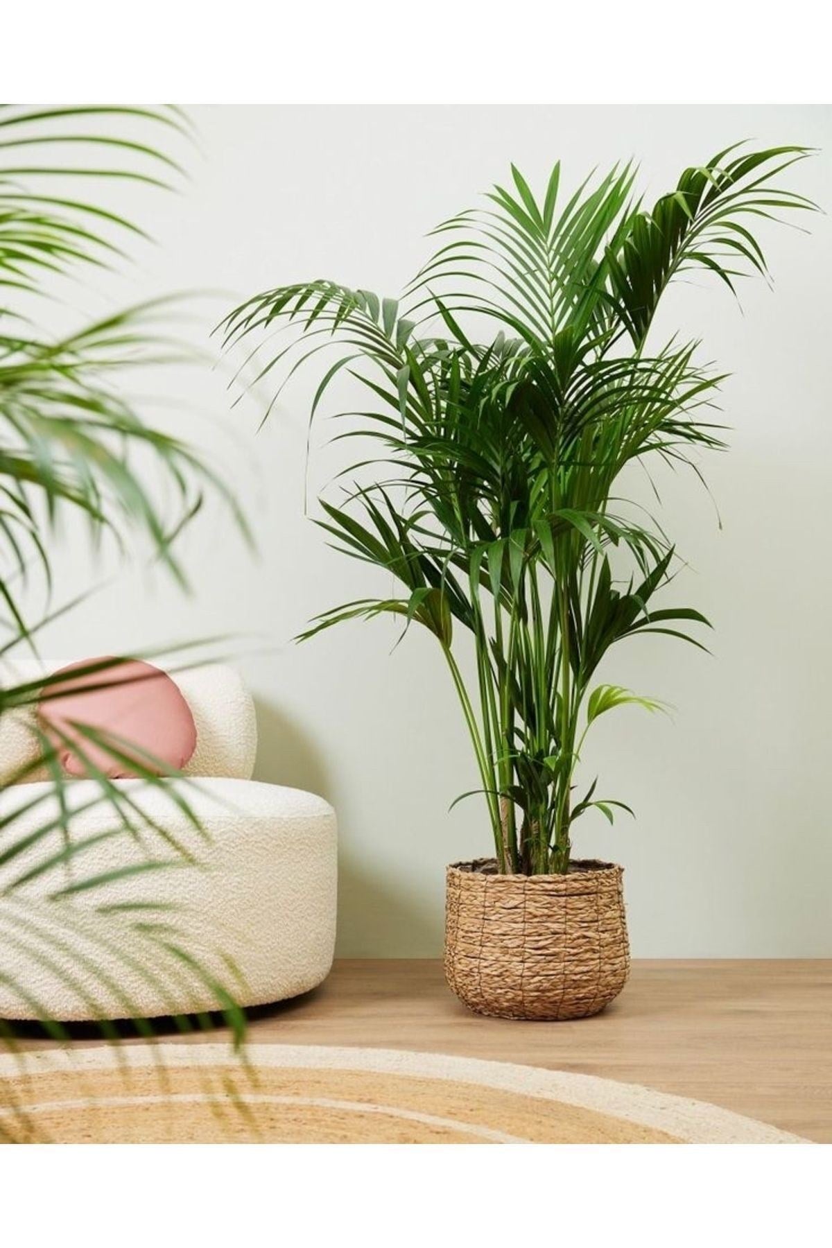 Areka Palmiyesi-Areca Dypsis Lutescen 80-110Cm