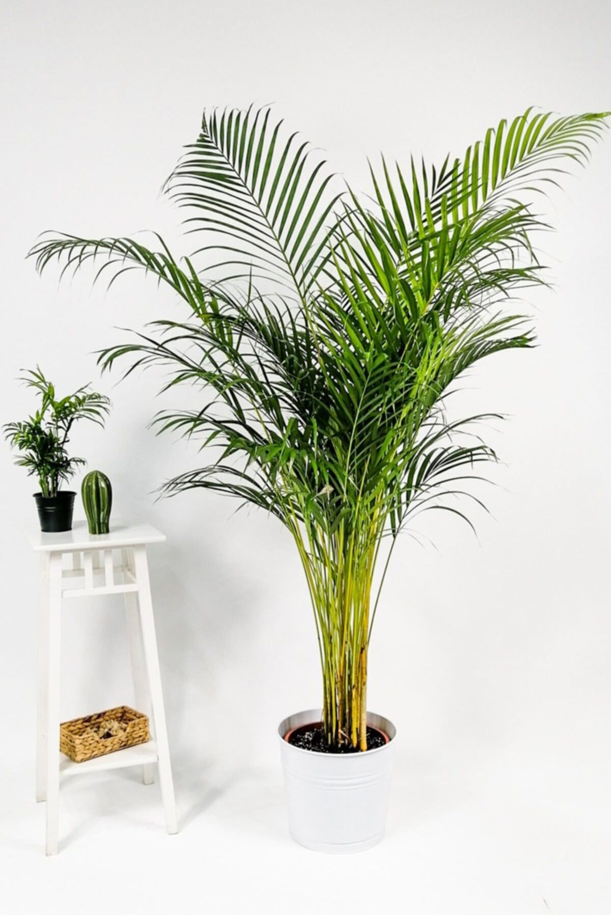 Areka Palmiyesi-areca Dypsis Lutescens 140-150 Cm