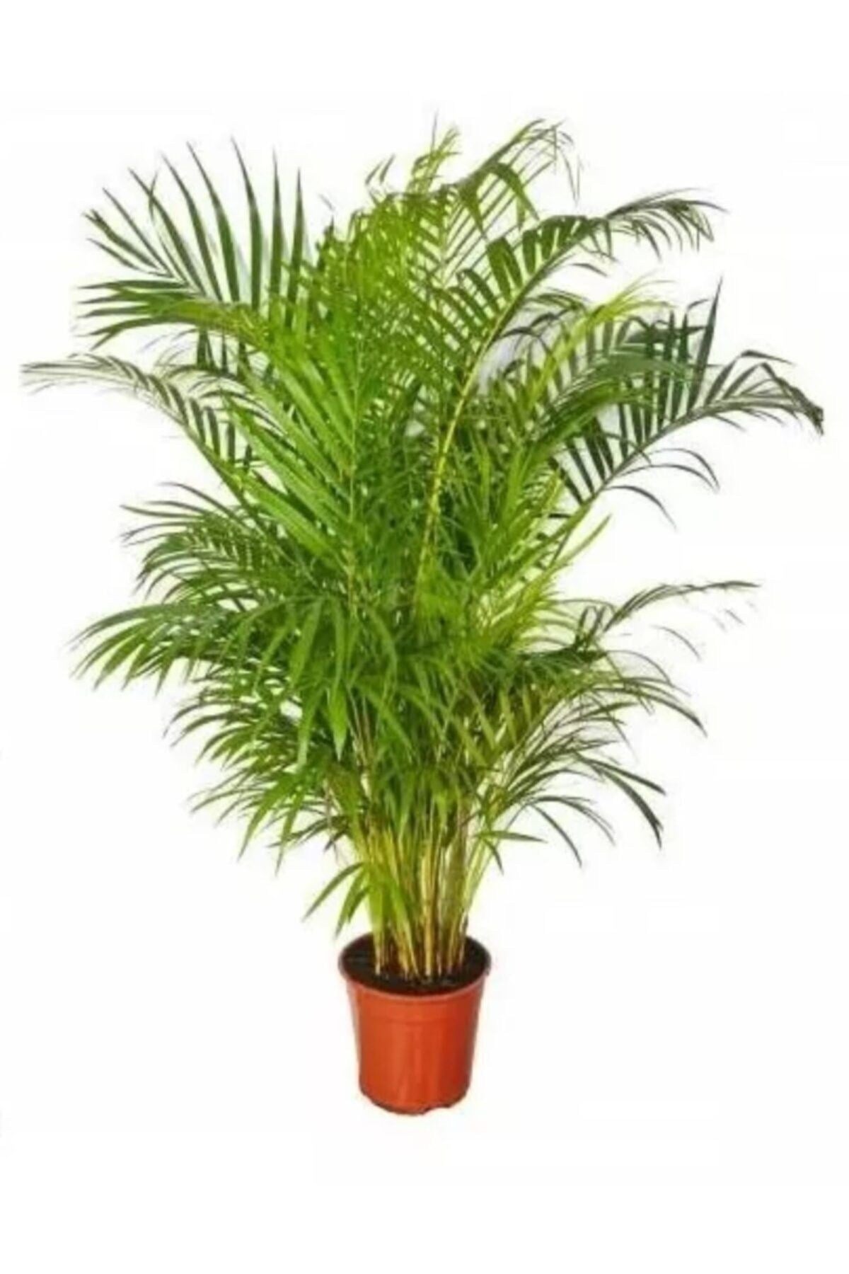 Areka Palmiyesi (areca)