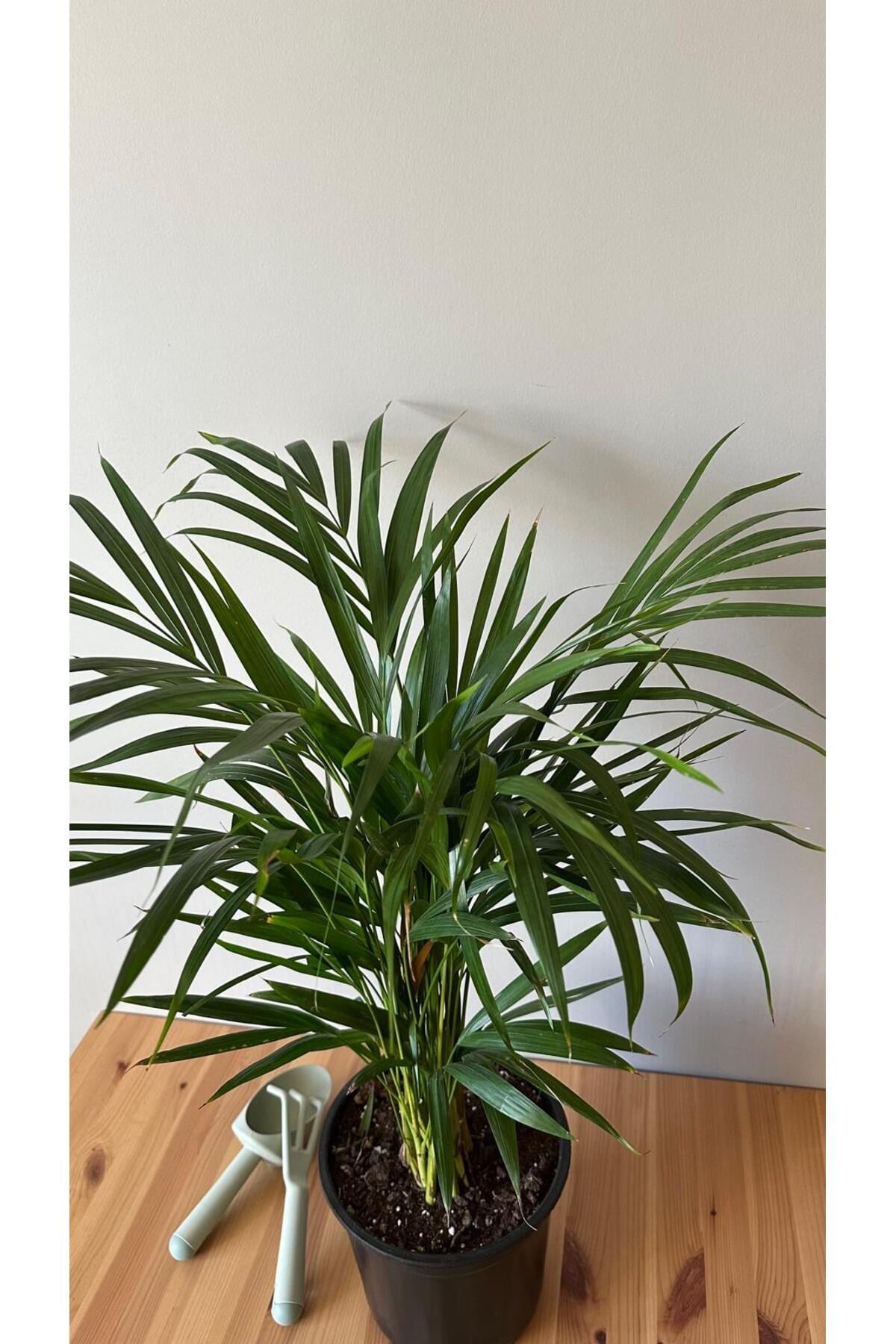 Areka Palmiyesi - Dypsis Lutescens - 150+ CM
