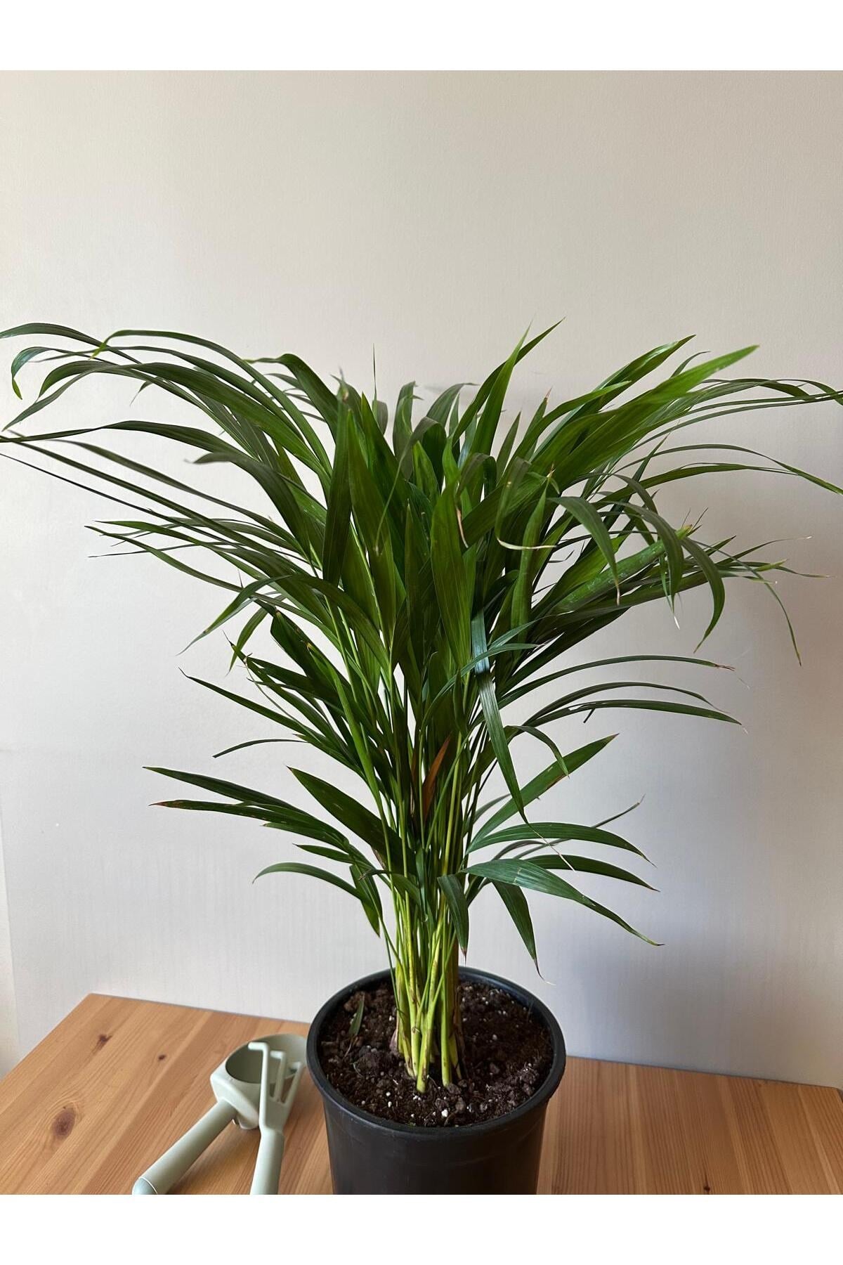 Areka Palmiyesi - Dypsis Lutescens - 150+ CM