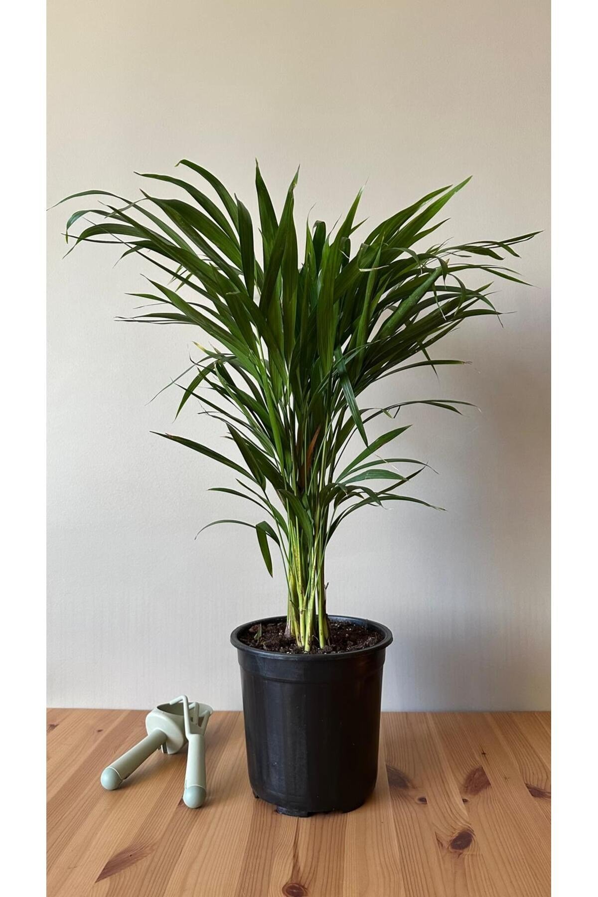 Areka Palmiyesi - Dypsis Lutescens - 150+ CM