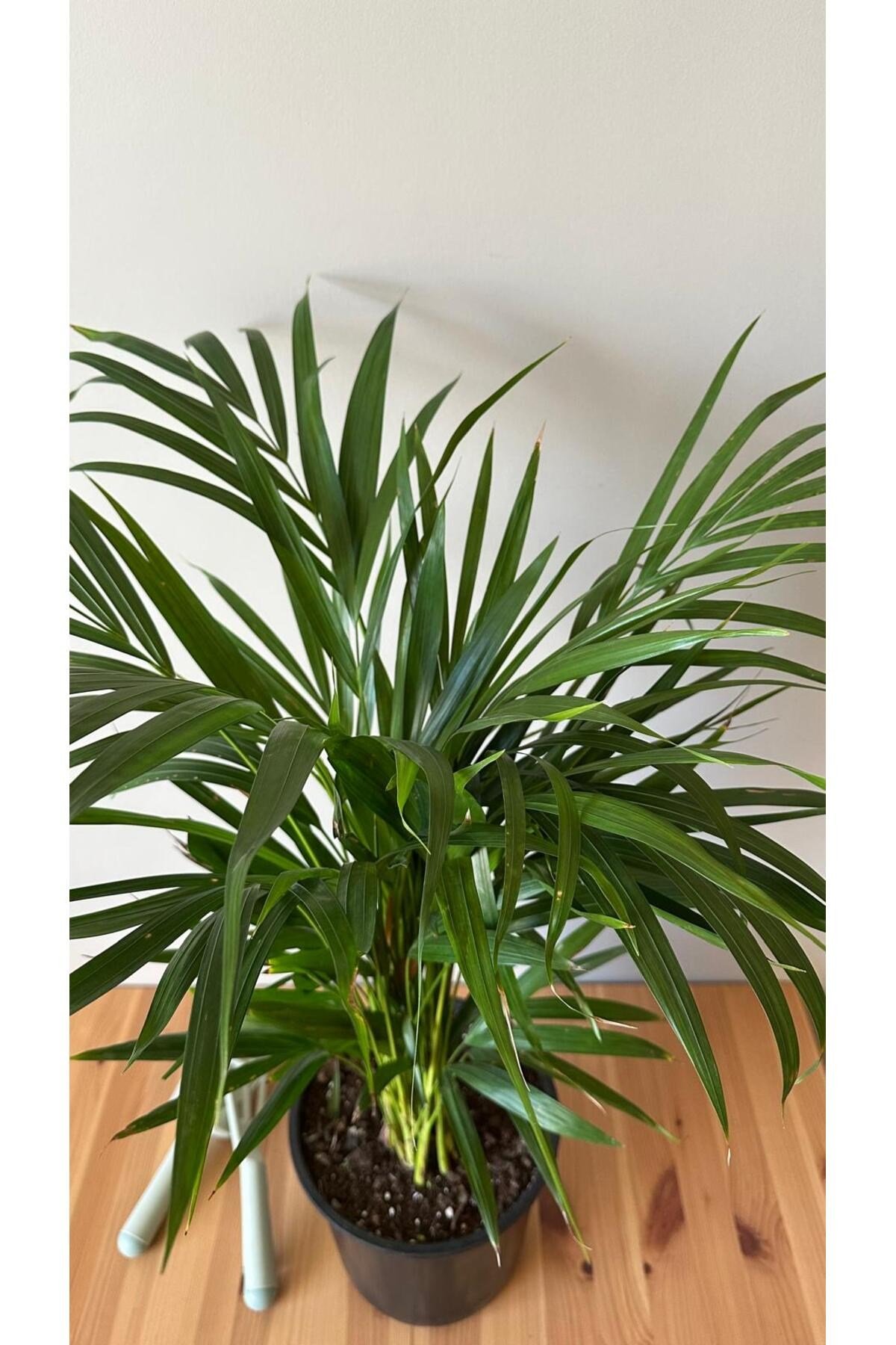 Areka Palmiyesi - Dypsis Lutescens - 150+ CM