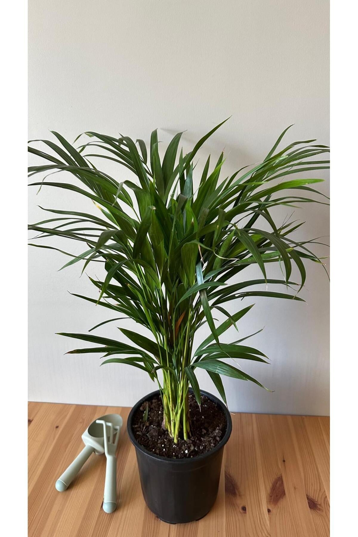 Areka Palmiyesi - Dypsis Lutescens - 150+ CM