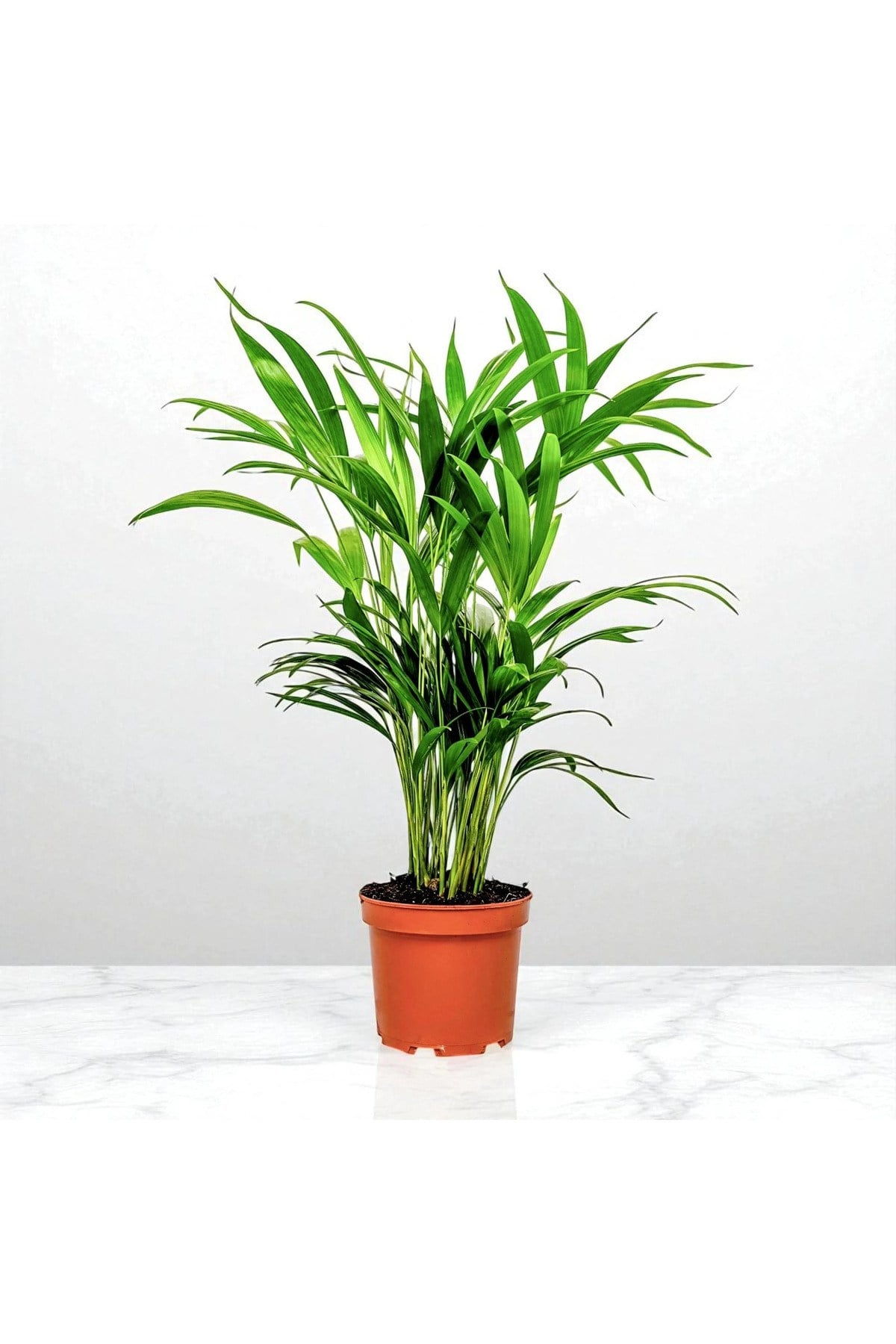 Areka Palmiyesi (Dypsis Lutescens) (80-100cm)