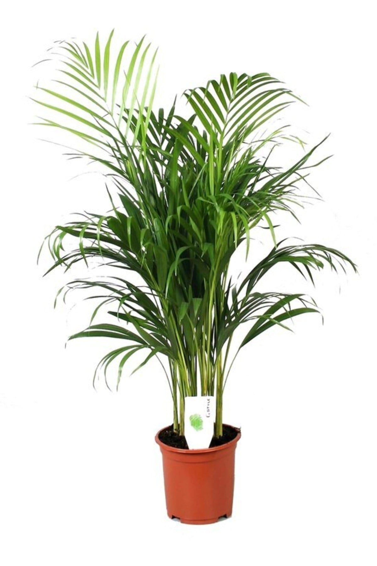 Areka Palmiyesi Ithal 100-120 Cm