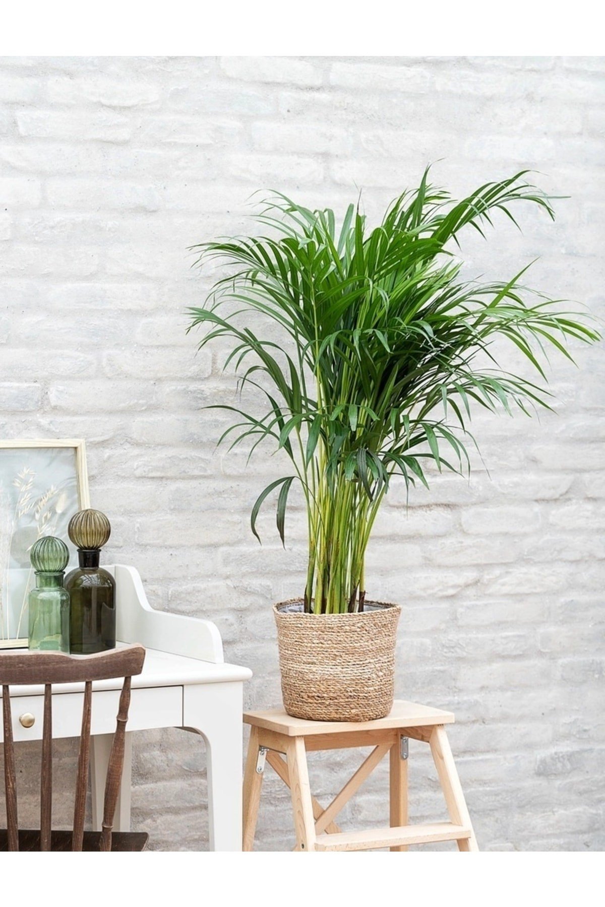 Areka Palmiyesi Ithal 60-80 Cm