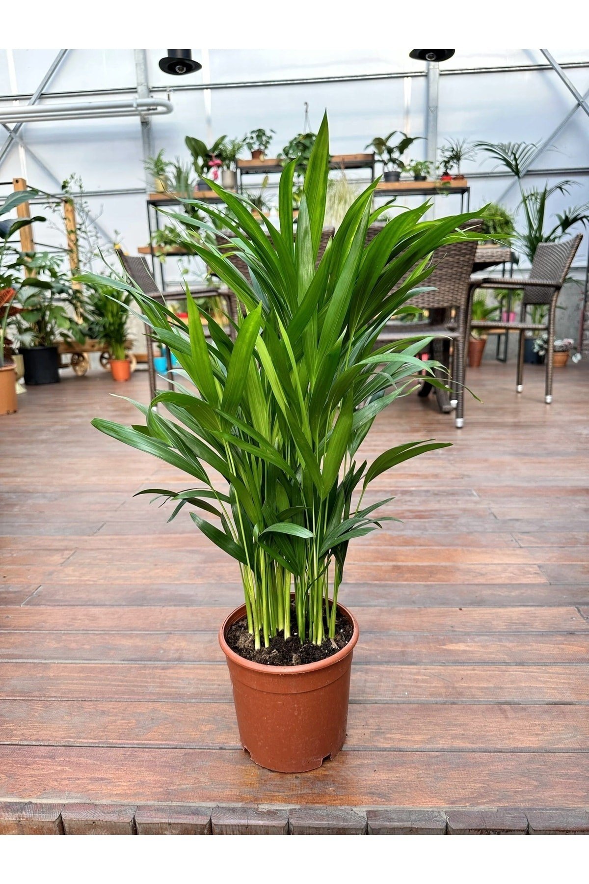 Areka Palmiyesi Ithal 60-80 Cm