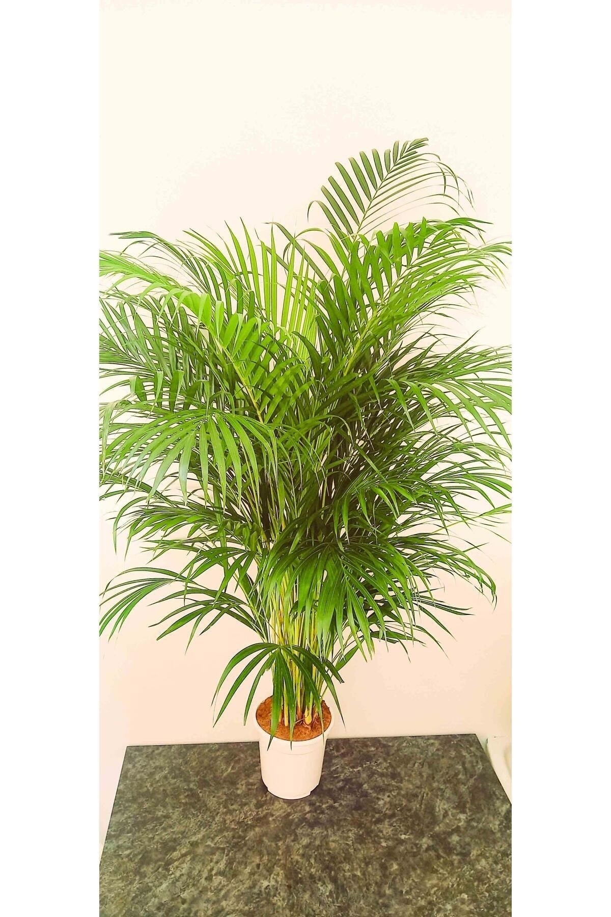 AREKA PALMİYESİ İTHAL HOLLANDA ÜRETİMİ SALON BİTKİSİ 170 CM