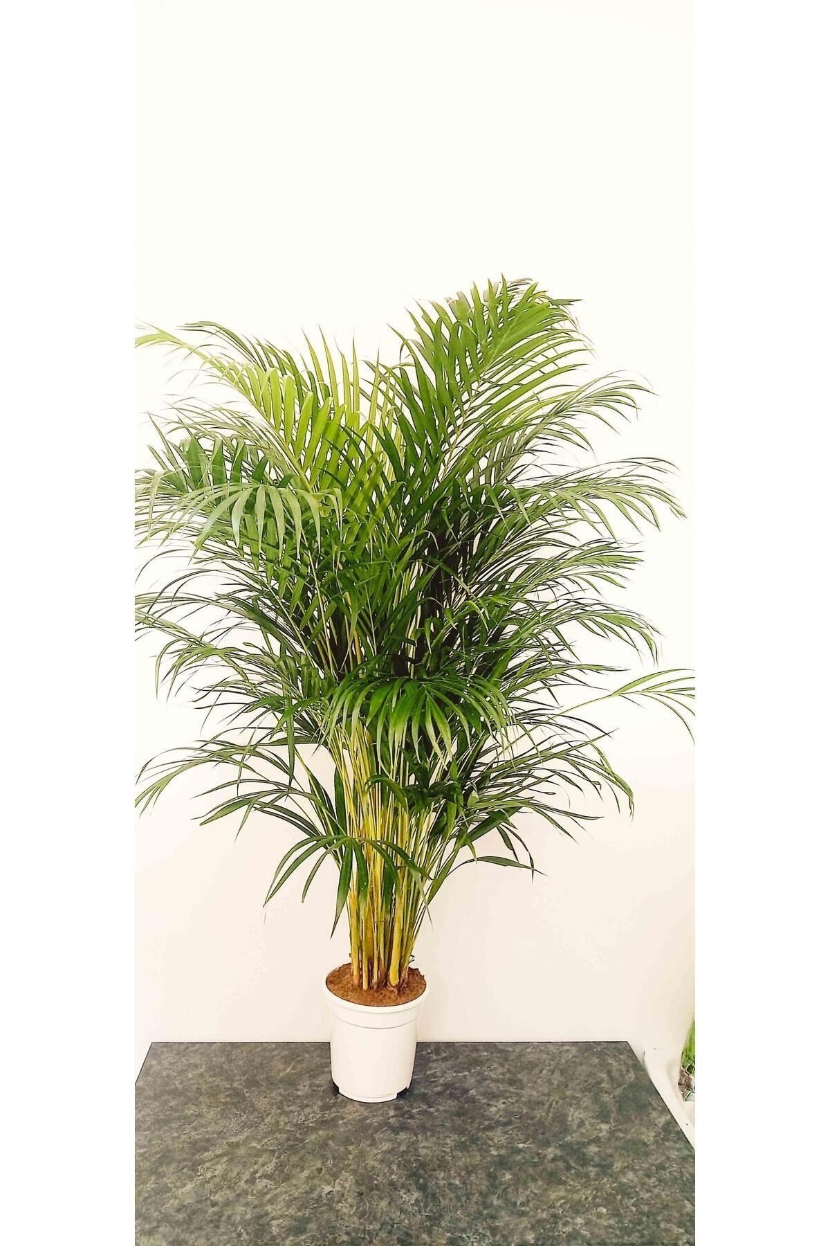 AREKA PALMİYESİ İTHAL HOLLANDA ÜRETİMİ SALON BİTKİSİ 170 CM