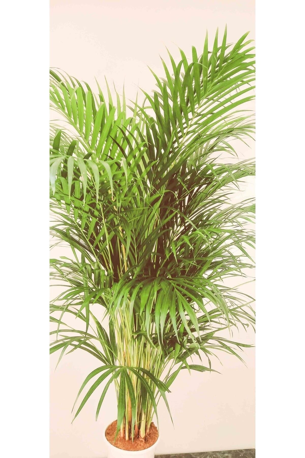 AREKA PALMİYESİ İTHAL HOLLANDA ÜRETİMİ SALON BİTKİSİ 170 CM
