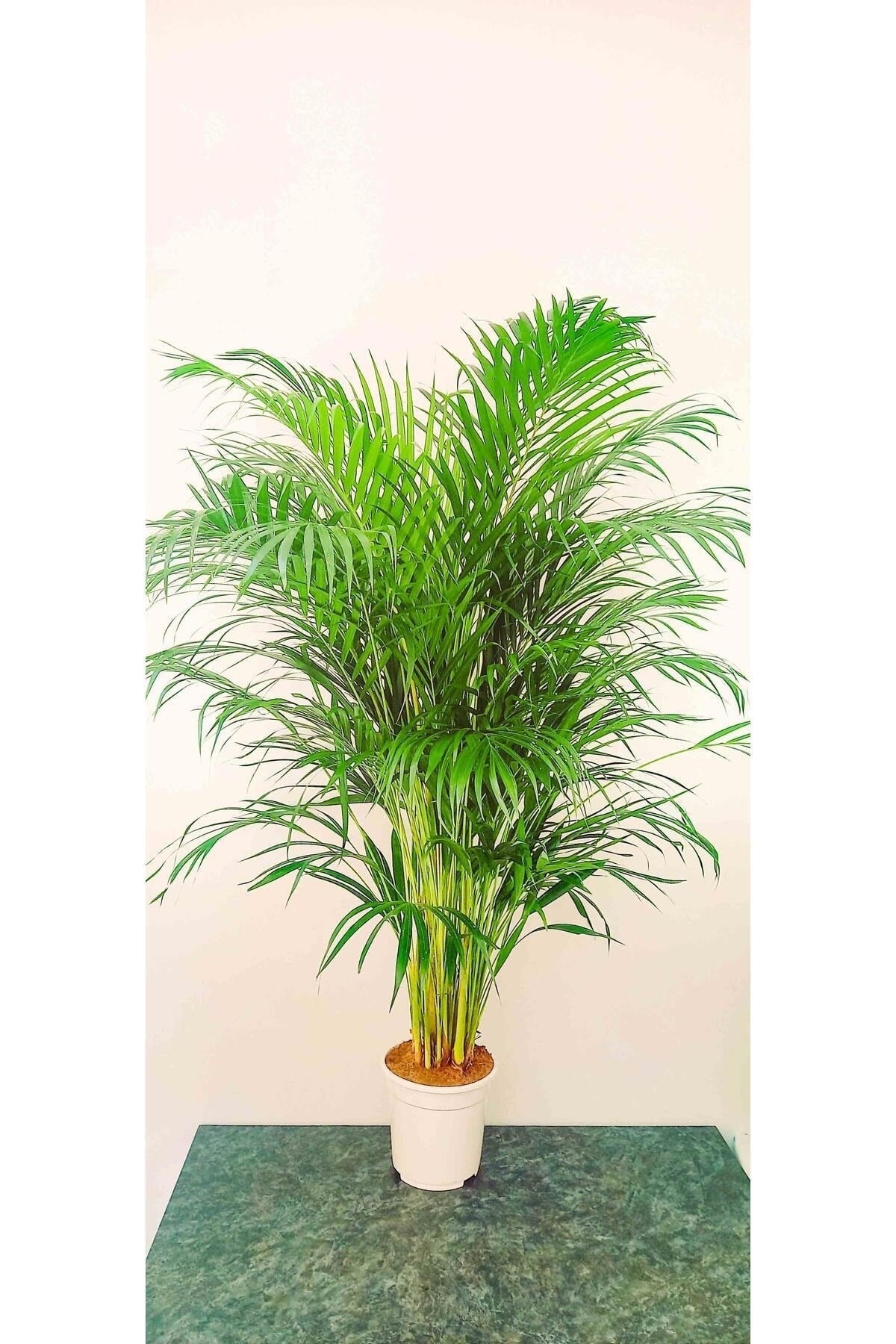 AREKA PALMİYESİ İTHAL HOLLANDA ÜRETİMİ SALON BİTKİSİ 170 CM