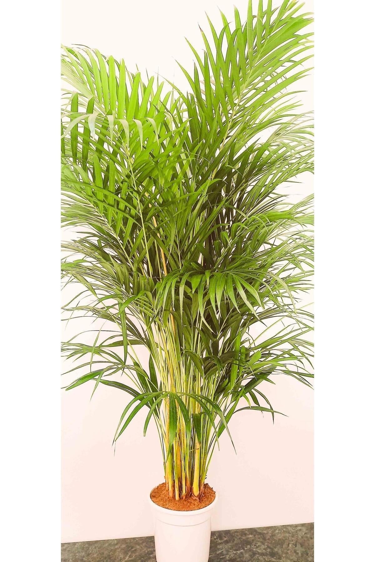 AREKA PALMİYESİ İTHAL HOLLANDA ÜRETİMİ SALON BİTKİSİ 170 CM