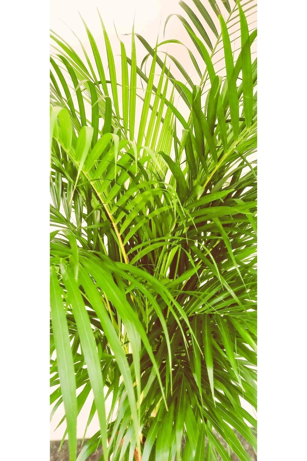 AREKA PALMİYESİ İTHAL HOLLANDA ÜRETİMİ SALON BİTKİSİ 170 CM
