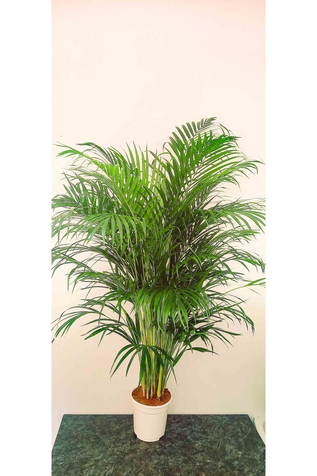 AREKA PALMİYESİ İTHAL HOLLANDA ÜRETİMİ SALON BİTKİSİ 170 CM