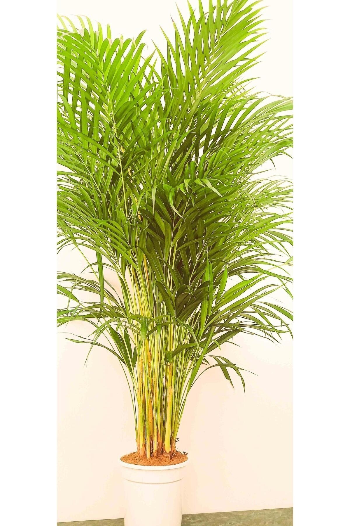 AREKA PALMİYESİ İTHAL HOLLANDA ÜRETİMİ SALON BİTKİSİ 170 CM