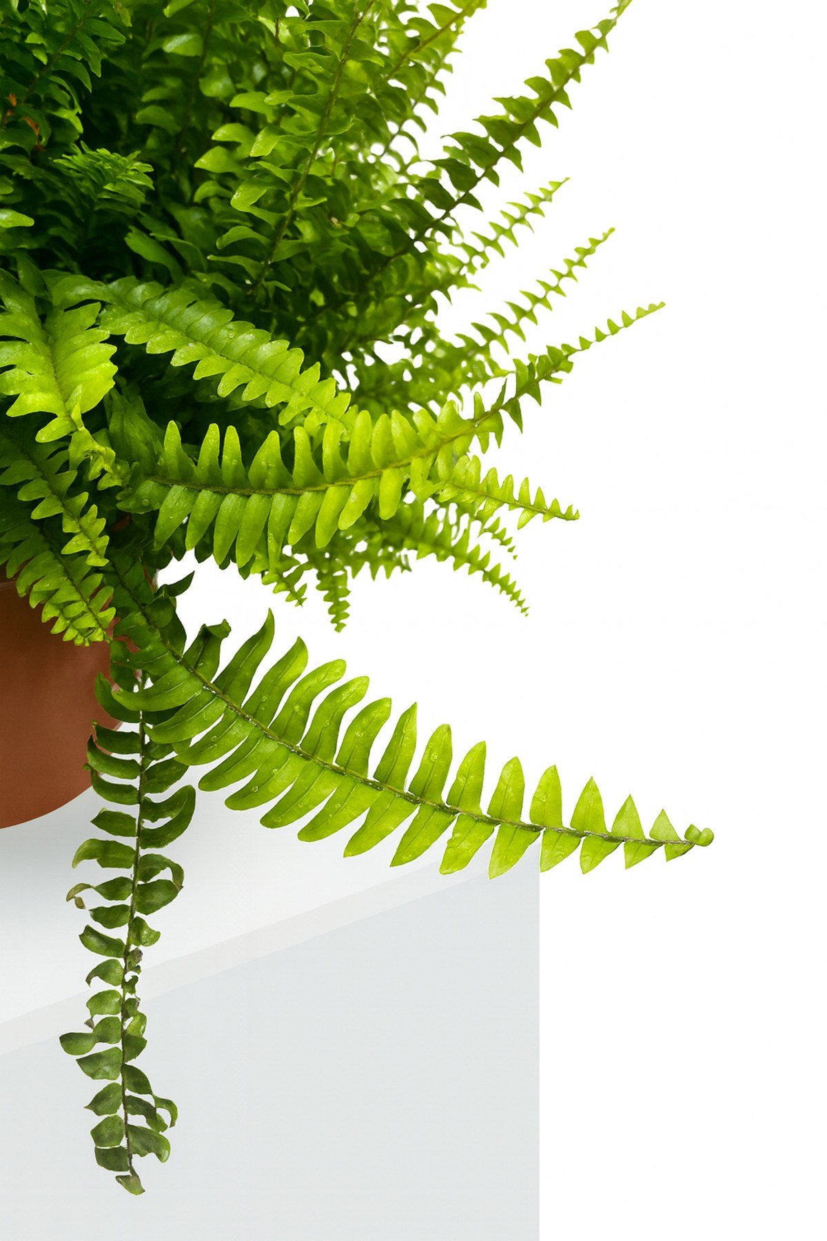 Aşk Merdiveni Bitkisi Nephrolepis exaltata Salon Bitkisi