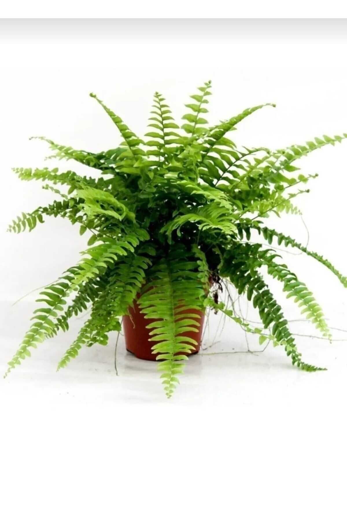 Aşk Merdiveni Bitkisi / Nephrolepis Exeltata / 30-50 Cm / Salon Eğreltisi / Sevilen Bitki