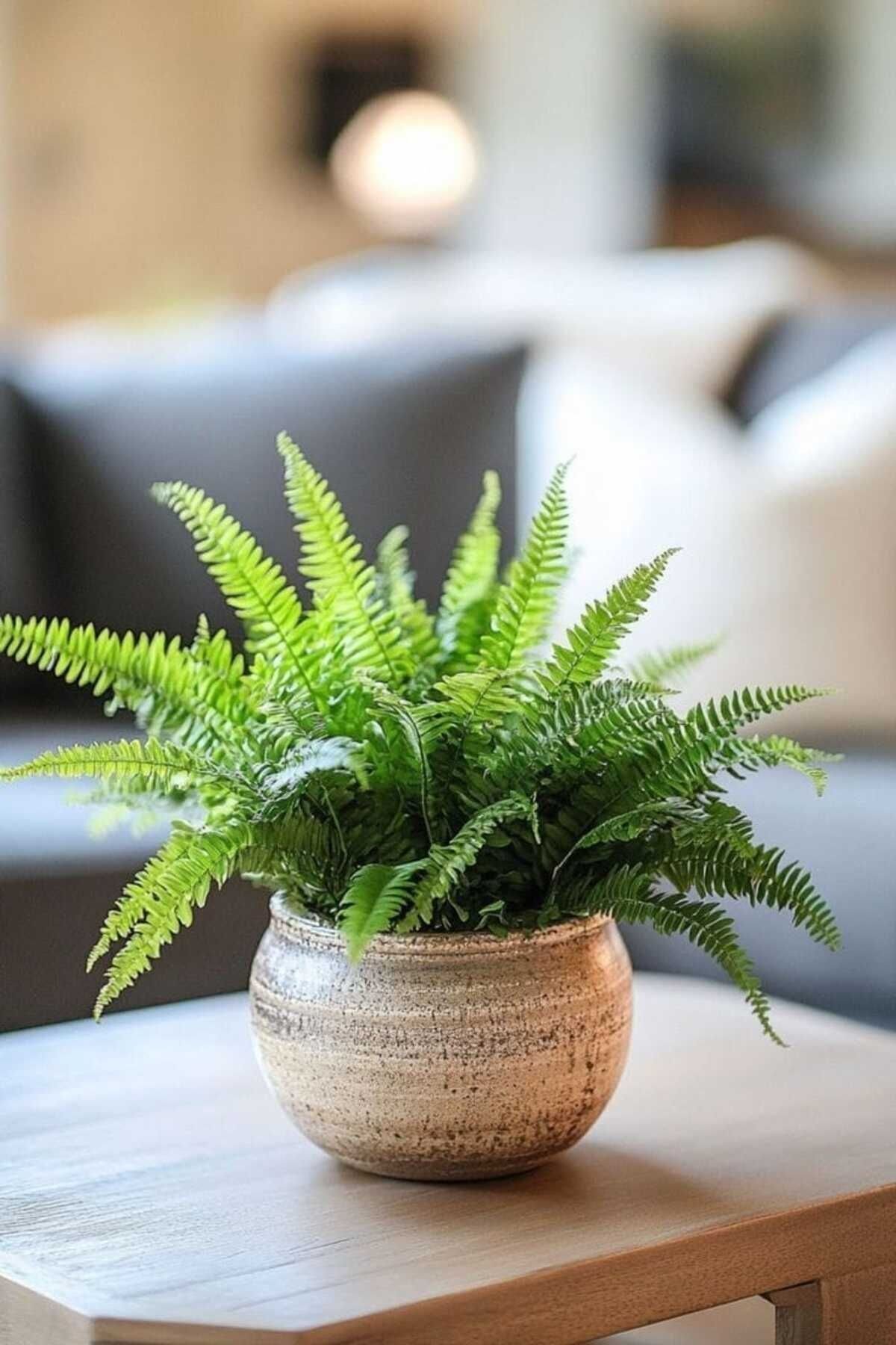 Aşk Merdiveni Bitkisi / Nephrolepis Exeltata / 30-50 Cm / Salon Eğreltisi / Sevilen Bitki