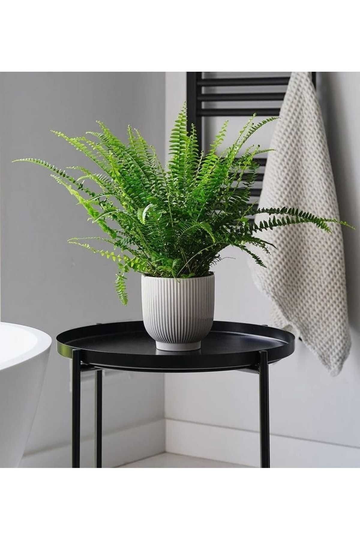 Aşk Merdiveni Bitkisi / Nephrolepis Exeltata / 30-50 Cm / Salon Eğreltisi / Sevilen Bitki