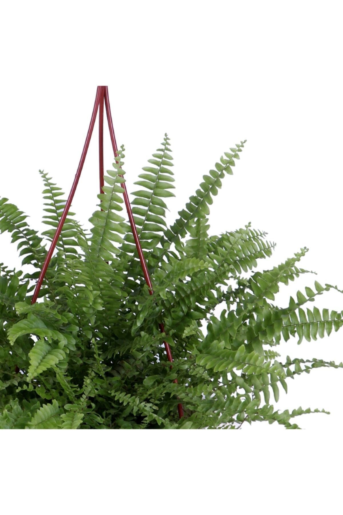Aşk Merdiveni Bitkisi - Nephrolepis - Fujer - Askılı Saksı'da