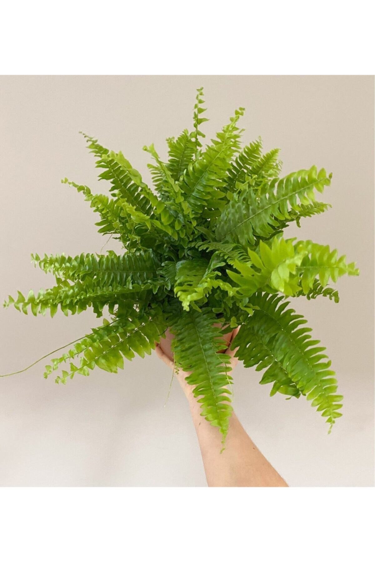 Aşk Merdiveni Çiçeği 40-50cm Fujer Nephrolepis