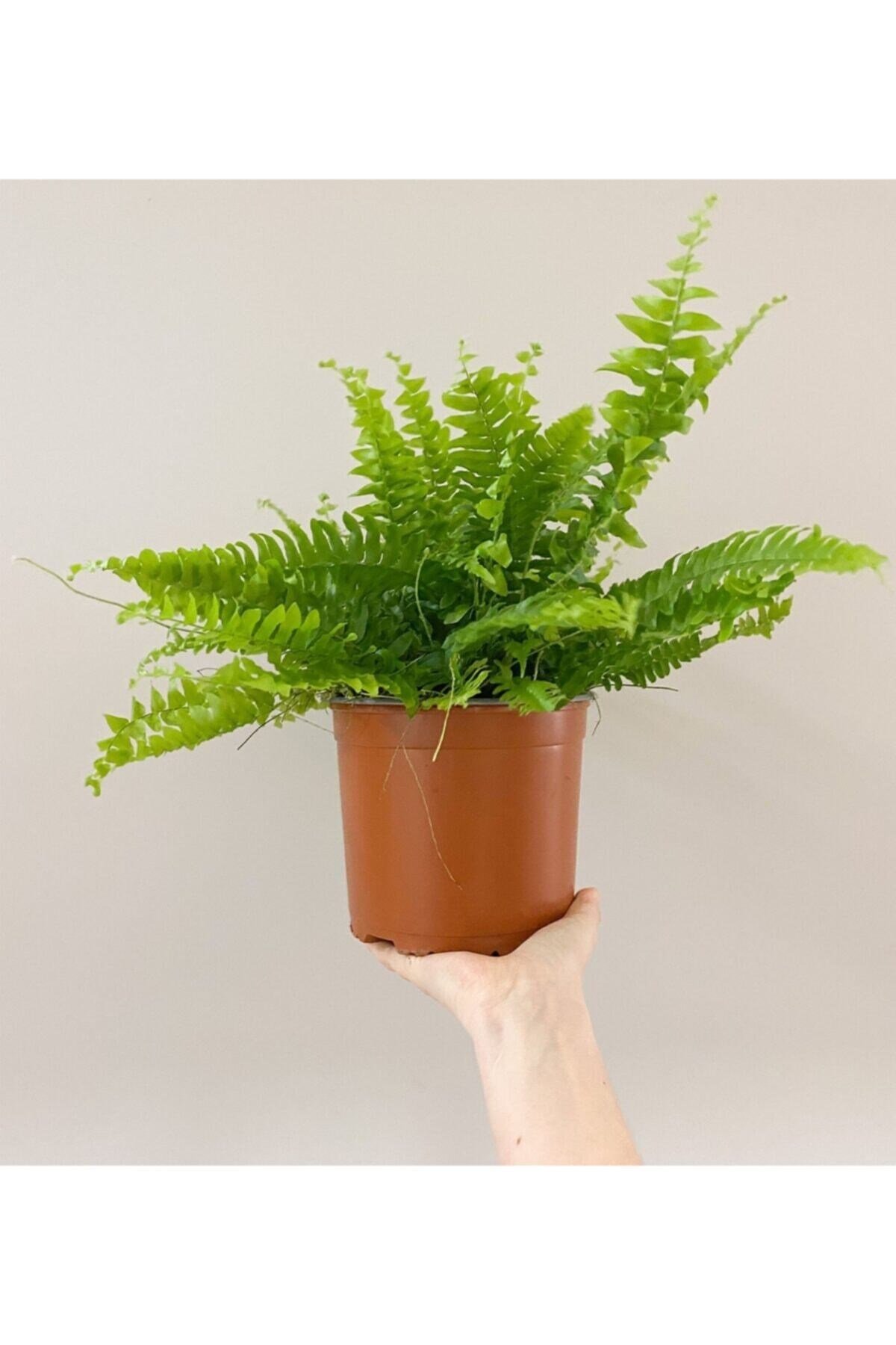 Aşk Merdiveni Çiçeği 40-50cm Fujer Nephrolepis