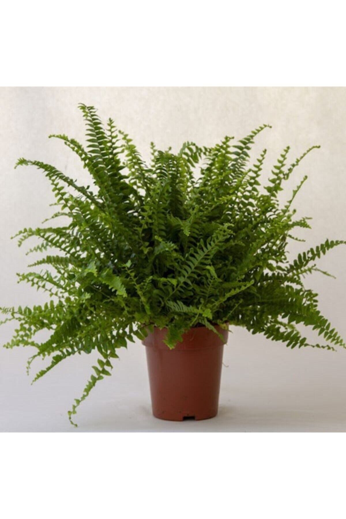 Aşk Merdiveni Çiçeği 40-50cm Fujer Nephrolepis