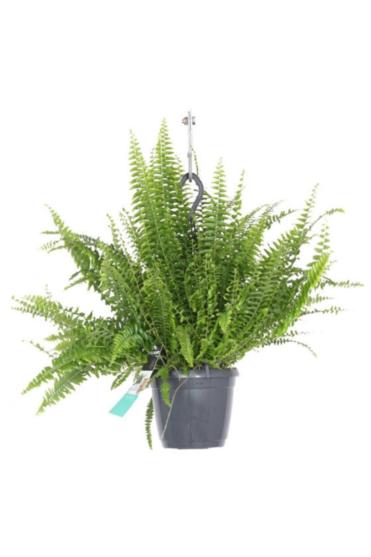 Aşk Merdiveni Çiçeği Nephrolepis