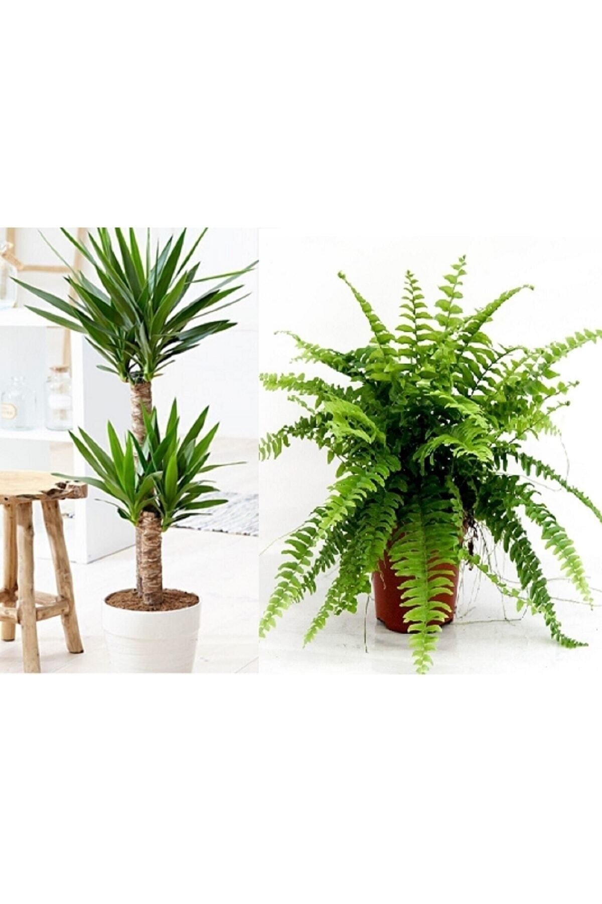 Aşk Merdiveni Çiçeği Ve Yucca Çiçeği 2 Gövde Ev Bitkisi Salon Bitkisi