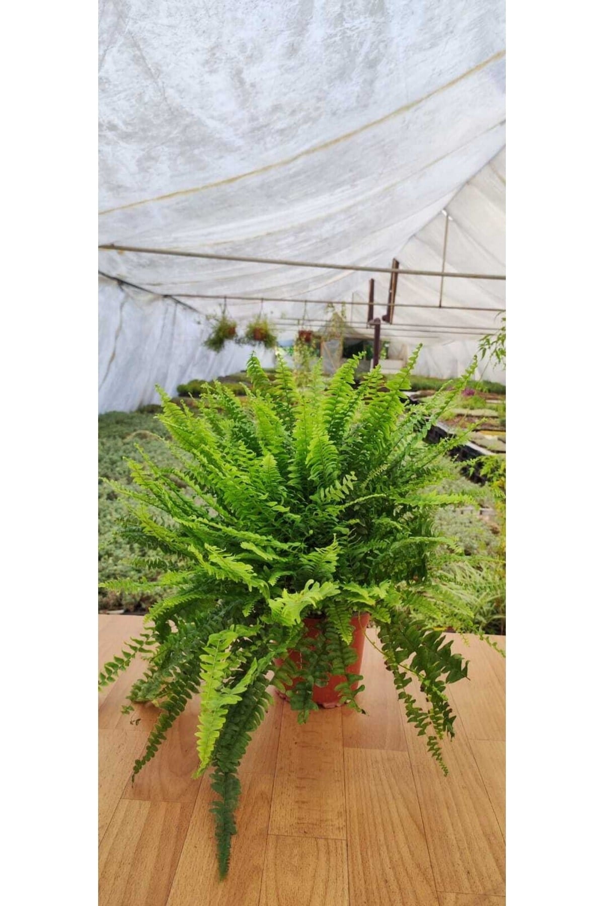 Aşk Merdiveni Fujer Nephrolepis Ev, Salon, Ofis Bitkisi 15 Cm Saksıda