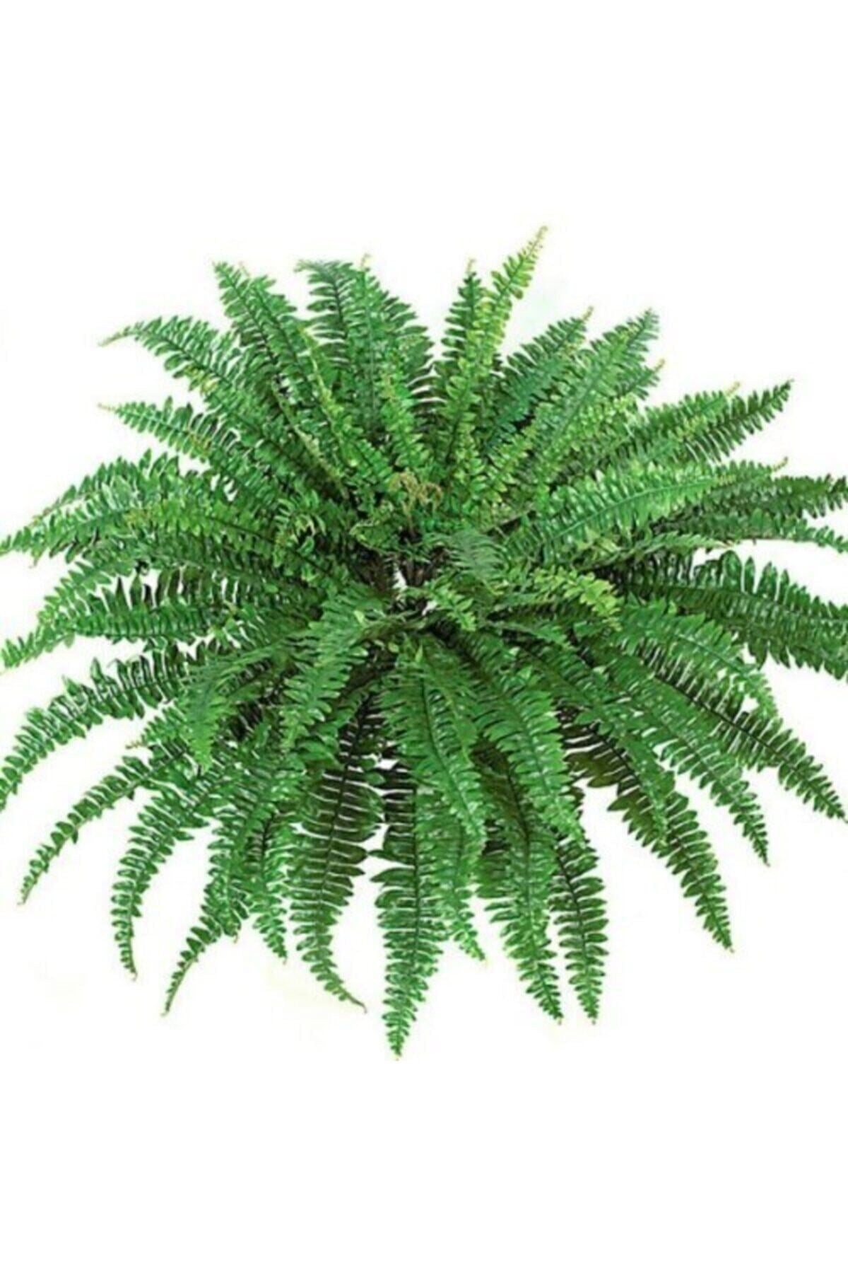 Aşk Merdiveni fujer Nephrolepis Exaltata Eğrelti Otu 15 cm Saksı 30 cm Uzunluk