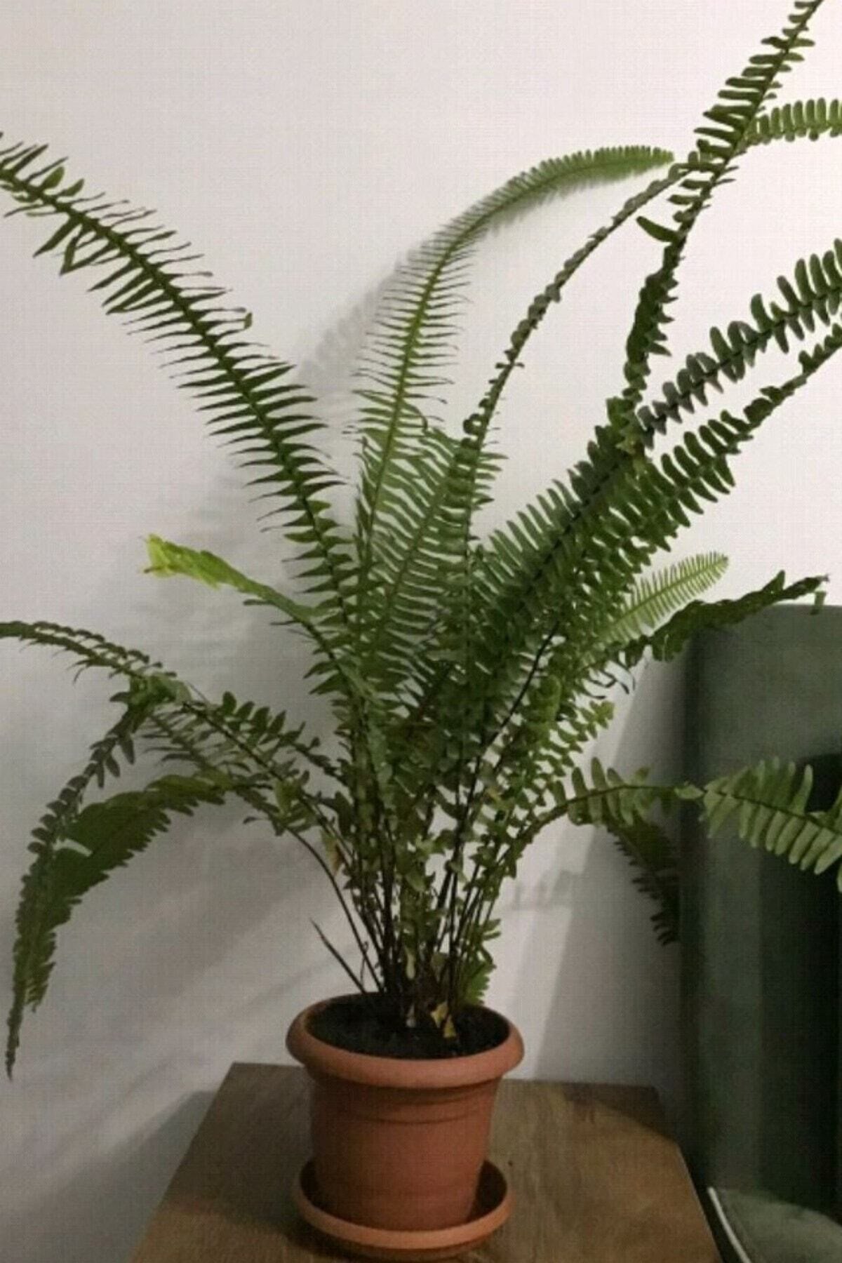 Aşk Merdiveni Salon Eğreltisi Fujer 30-35cm