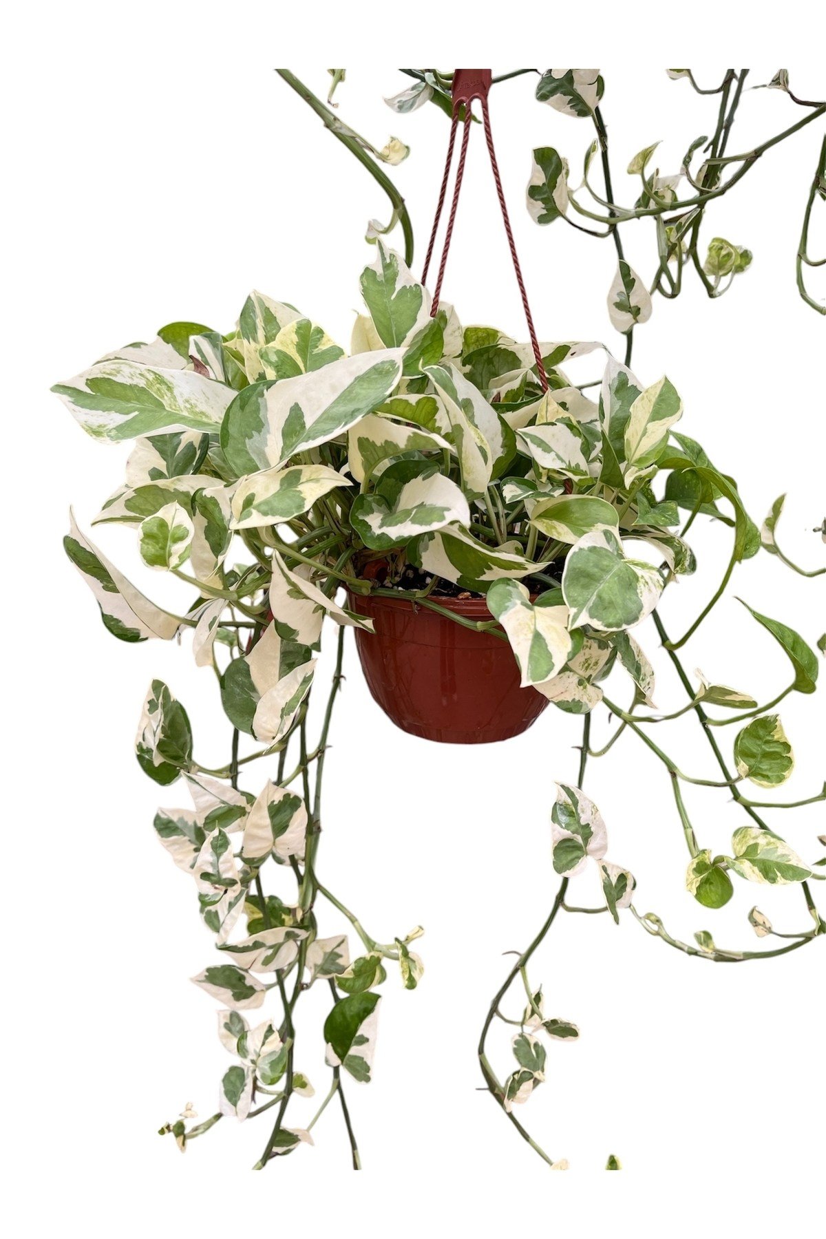 Askılı Alacalı Patos Salon Sarmaşığı (Pothos Njoy - Epipremnum Aureum)