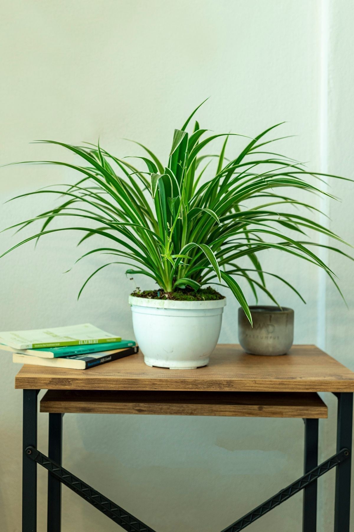 Askılı Kurdele çiçeği (spider plant - Chlorophytum)