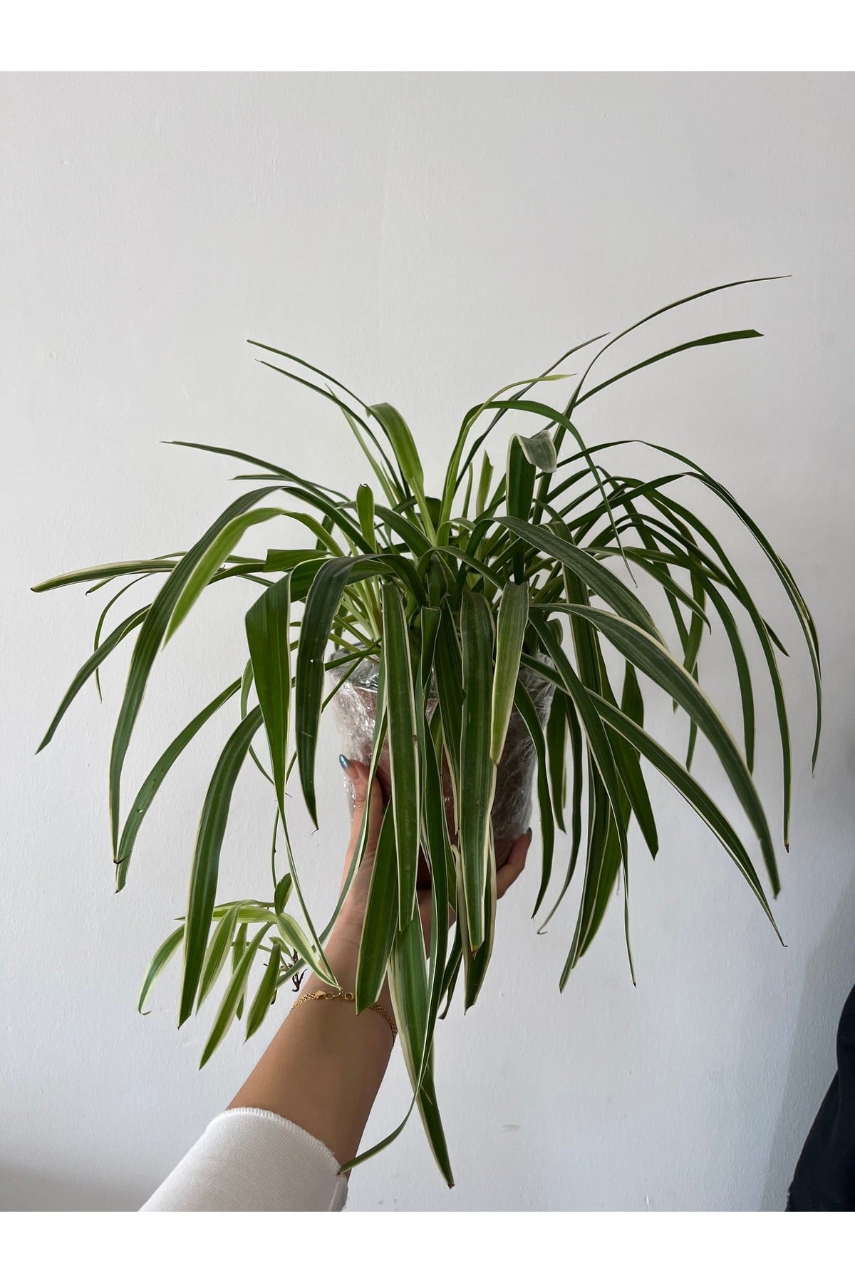 Askılı Kurdele çiçeği (spider plant - Chlorophytum)