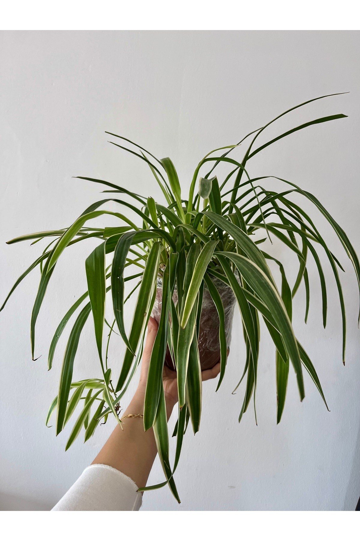 Askılı Kurdele çiçeği (spider plant - Chlorophytum)